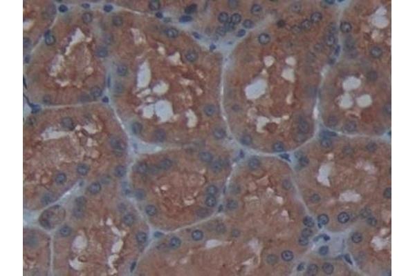 Maltase-Glucoamylase (MGAM) (AA 213-392) antibody
