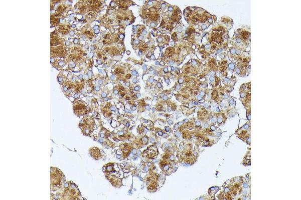 PNLIPRP1 antibody  (AA 298-467)