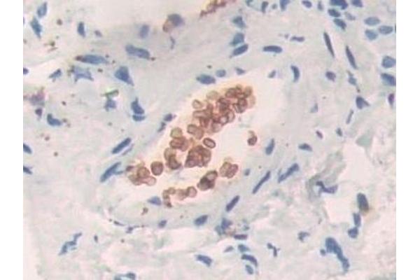 Band 3/AE1 antibody  (AA 35-290)