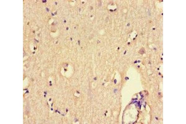 PTPRS antibody  (AA 25-128)