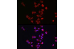 Immunofluorescence analysis of A-549 cells using  antibody (ABIN7265580) at dilution of 1:300. (ANAPC11 antibody  (AA 1-84))