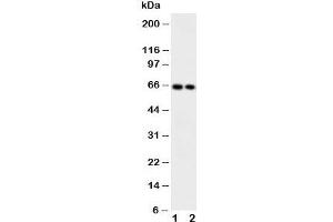 Western blot testing of CaMKK2 antibody and Lane 1:  rat brain;  2: mouse brain (CAMKK2 antibody  (Middle Region))