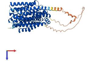 Solute Carrier Family 47, Member 1 (SLC47A1) (AA 1-570) protein (His tag)