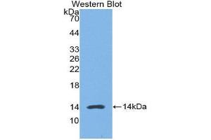 Western Blotting (WB) image for anti-High Mobility Group Nucleosome Binding Domain 1 (HMGN1) (AA 1-96) antibody (ABIN1859182) (HMGN1 antibody  (AA 1-96))