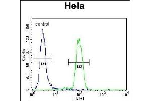 PK14 Antibody (C-term) (ABIN1882176 and ABIN2841644) flow cytometric analysis of Hela cells (right histogram) compared to a negative control cell (left histogram). (MAPK14 antibody  (C-Term))