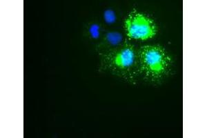 Anti-KRT18 mouse monoclonal antibody (ABIN2452304) immunofluorescent staining of COS7 cells transiently transfected by pCMV6-ENTRY KRT18 (RC210049). (Cytokeratin 18 antibody  (AA 69-372))