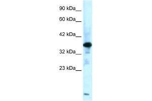 WB Suggested Anti-ZFPL1 Antibody Titration:  0. (ZFPL1 antibody  (Middle Region))