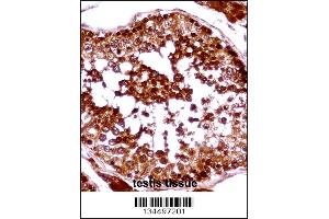 HSFX1 Antibody immunohistochemistry analysis in formalin fixed and paraffin embedded human testis tissue followed by peroxidase conjugation of the secondary antibody and DAB staining. (HSFX1 antibody  (AA 201-230))