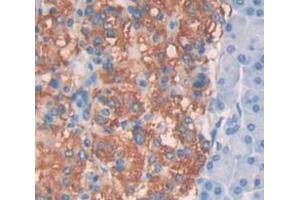 IHC-P analysis of panceas tissue, with DAB staining. (CTBP2 antibody  (C-Term))