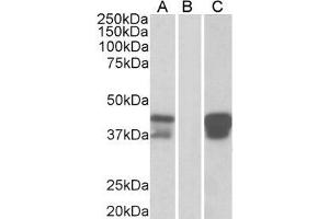 HEK293 lysate (10ug protein in RIPA buffer) overexpressing Human BOB1 with DYKDDDDK tag probed with ABIN184851(1ug/ml) in Lane A and probed with anti- DYKDDDDK Tag (1/3000) in lane C. (POU2AF1 antibody  (C-Term))