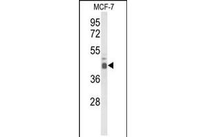 Western blot analysis of ELF3 Antibody in MCF-7 cell line lysates (35ug/lane) (ELF3 antibody  (C-Term))