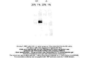 Image no. 8 for anti-Hypoxia Inducible Factor 1, alpha Subunit (Basic Helix-Loop-Helix Transcription Factor) (HIF1A) (AA 432-528) antibody (ABIN363203) (HIF1A antibody  (AA 432-528))