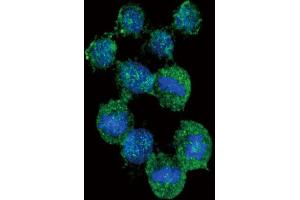 Immunofluorescence (IF) image for anti-Interleukin 8 (IL8) antibody (ABIN3003830)