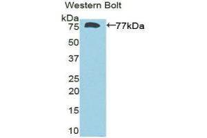 Western Blotting (WB) image for anti-Deiodinase, Iodothyronine, Type III (DIO3) (AA 37-169) antibody (ABIN1858639) (DIO3 antibody  (AA 37-169))