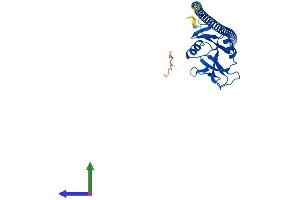 AlphaFold protein structure predicition of Human Recombinant OLR1 Protein, UniprotID P78380 (OLR1 Protein (AA 1-273) (His tag))