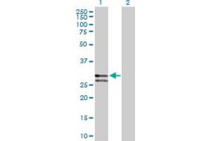 Western Blot analysis of CTSG expression in transfected 293T cell line by CTSG MaxPab polyclonal antibody. (Cathepsin G antibody  (AA 1-255))