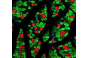 Immunofluorescent analysis of paraformaldehyde-fixed rat skeletal muscle using MYH1 (, red) and MYH7 (ABIN7075623, green) at dilution of 1: 1000 (Slow Skeletal Myosin Heavy Chain antibody)
