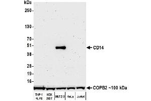 Western Blotting (WB) image for anti-CD14 (CD14) (AA 20-352) antibody (ABIN7453998)