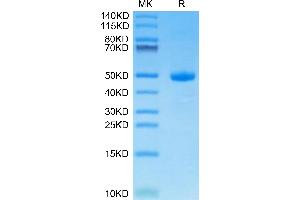 Human CDH17 Domain 7 on Tris-Bis PAGE under reduced condition.