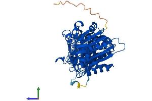 AlphaFold protein structure predicition of Human Recombinant NPEPL1 Protein, UniprotID Q8NDH3 (NPEPL1 Protein (AA 1-523) (His tag))