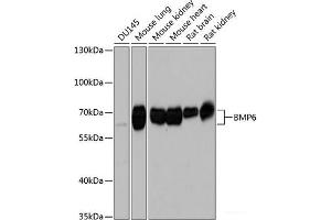 Western blot analysis of extracts of various cell lines using BMP6 Polyclonal Antibody at dilution of 1:1000. (BMP6 antibody)