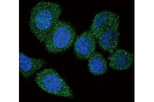 Immunofluorescence (IF) image for anti-Acyl-CoA Synthetase Long-Chain Family Member 4 (ACSL4) antibody (ABIN3001550) (ACSL4 antibody)