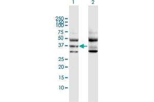 Western Blot analysis of GNA11 expression in transfected 293T cell line by GNA11 MaxPab polyclonal antibody. (GNA11 antibody  (AA 1-359))
