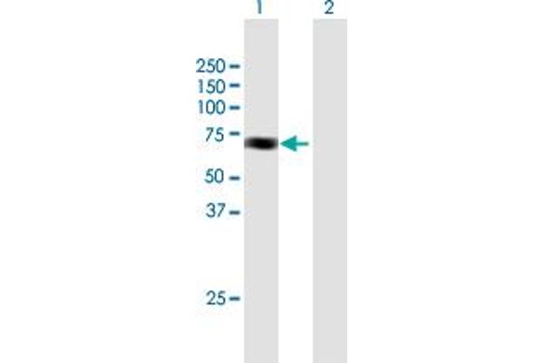 ACAD9 antibody  (AA 1-621)