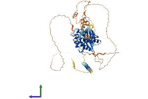AlphaFold protein structure predicition of Human Recombinant WEE1 Protein, UniprotID P30291 (WEE1 Protein (AA 1-646) (His tag))