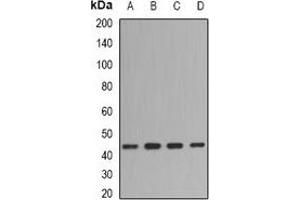 Western blot analysis of Fibromodulin expression in BT474 (A), mouse spleen (B), mouse brain (C), rat spleen (D) whole cell lysates. (Fibromodulin antibody)