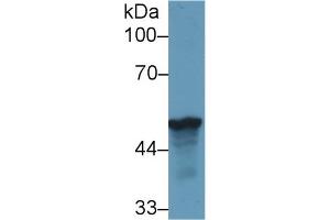 Western blot analysis of Human HepG2 cell lysate, using Rat LRG1 Antibody (1 µg/ml) and HRP-conjugated Goat Anti-Rabbit antibody ( (LRG1 antibody  (AA 39-308))