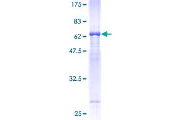 MAPRE2 Protein (AA 1-327) (GST tag)