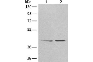 Western blot analysis of A172 and HEPG2 cell lysates using TMEM248 Polyclonal Antibody at dilution of 1:300 (C7orf42 antibody)