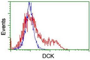 HEK293T cells transfected with either RC210767 overexpress plasmid (Red) or empty vector control plasmid (Blue) were immunostained by anti-DCK antibody (ABIN2454451), and then analyzed by flow cytometry. (DCK antibody)