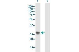 Western Blot analysis of C1QA expression in transfected 293T cell line by C1QA MaxPab polyclonal antibody. (C1QA antibody  (AA 1-245))