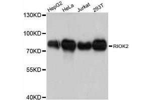 Western blot analysis of extracts of various cell lines, using RIOK2 antibody. (RIOK2 antibody  (AA 253-552))