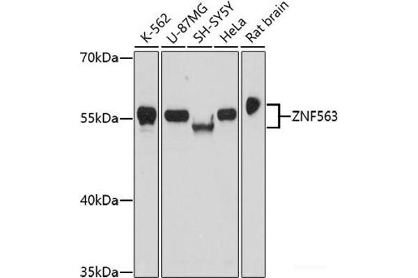 ZNF563 抗体
