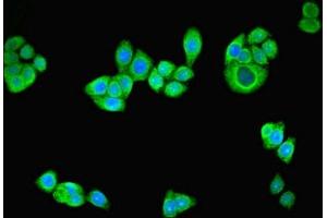 Immunofluorescent analysis of PC-3 cells using ABIN7164305 at dilution of 1:100 and Alexa Fluor 488-congugated AffiniPure Goat Anti-Rabbit IgG(H+L) (Neuregulin 2 antibody  (AA 112-405))