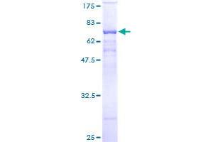 PSG9 Protein (AA 35-426) (GST tag)