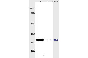 Lane 1: rat heart lysates Lane 2: rat brain lysates probed with Anti PRDX3/peroxiredoxin 3Polyclonal Antibody, Unconjugated (ABIN735713) at 1:200 in 4 °C. (Peroxiredoxin 3 antibody  (AA 161-256))