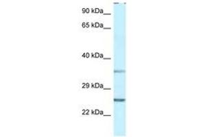 Image no. 1 for anti-Protein Phosphatase 1, Regulatory (Inhibitor) Subunit 2 (PPP1R2) (AA 27-76) antibody (ABIN6747489) (PPP1R2 antibody  (AA 27-76))