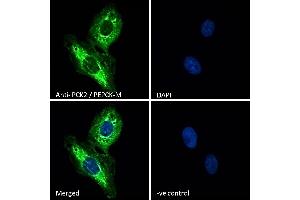 (ABIN185483) Immunofluorescence analysis of paraformaldehyde fixed U2OS cells, permeabilized with 0. (PEPCK antibody  (Internal Region))