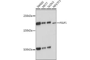 Western blot analysis of extracts of various cell lines, using PELP1 Rabbit mAb (ABIN7269557) at 1:1000 dilution. (PELP1 antibody)