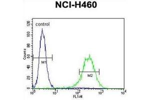 Flow cytometric analysis of NCI-H460 cells using CD249 / Glutamyl aminopeptidase Antibody (C-term) Cat. (ENPEP antibody  (C-Term))
