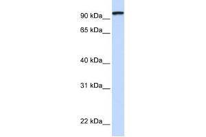 PCDHGC3 antibody used at 1 ug/ml to detect target protein.