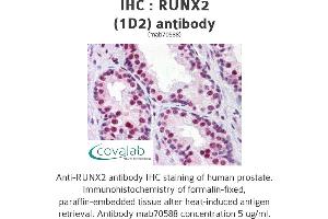 Image no. 1 for anti-Runt-Related Transcription Factor 2 (RUNX2) (AA 251-351) antibody (ABIN1723445) (RUNX2 antibody  (AA 251-351))