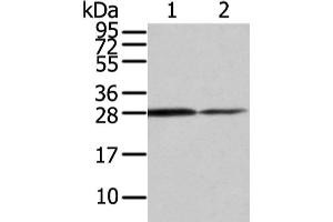 Western Blotting (WB) image for anti-Ras Homolog Gene Family, Member U (RHOU) antibody (ABIN5955755) (RHOU antibody)