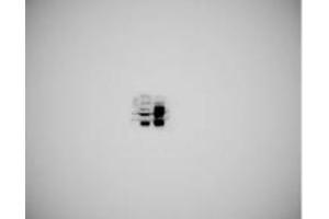 Western blot analysis of SERINC3 using anti-SERINC3 antibody (ABIN7602099).