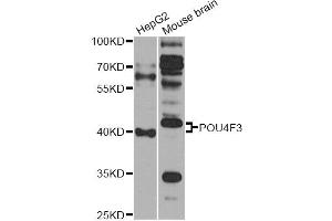 Western blot analysis of extracts of various cell lines, using POU4F3 antibody (ABIN6290759) at 1:1000 dilution.