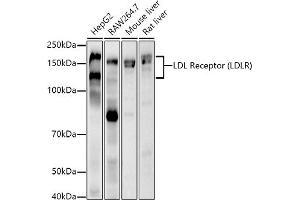 Western blot analysis of extracts of various cell lines, using LDL Receptor (LDLR) antibody  at 1:1000 dilution. (LDLR antibody)